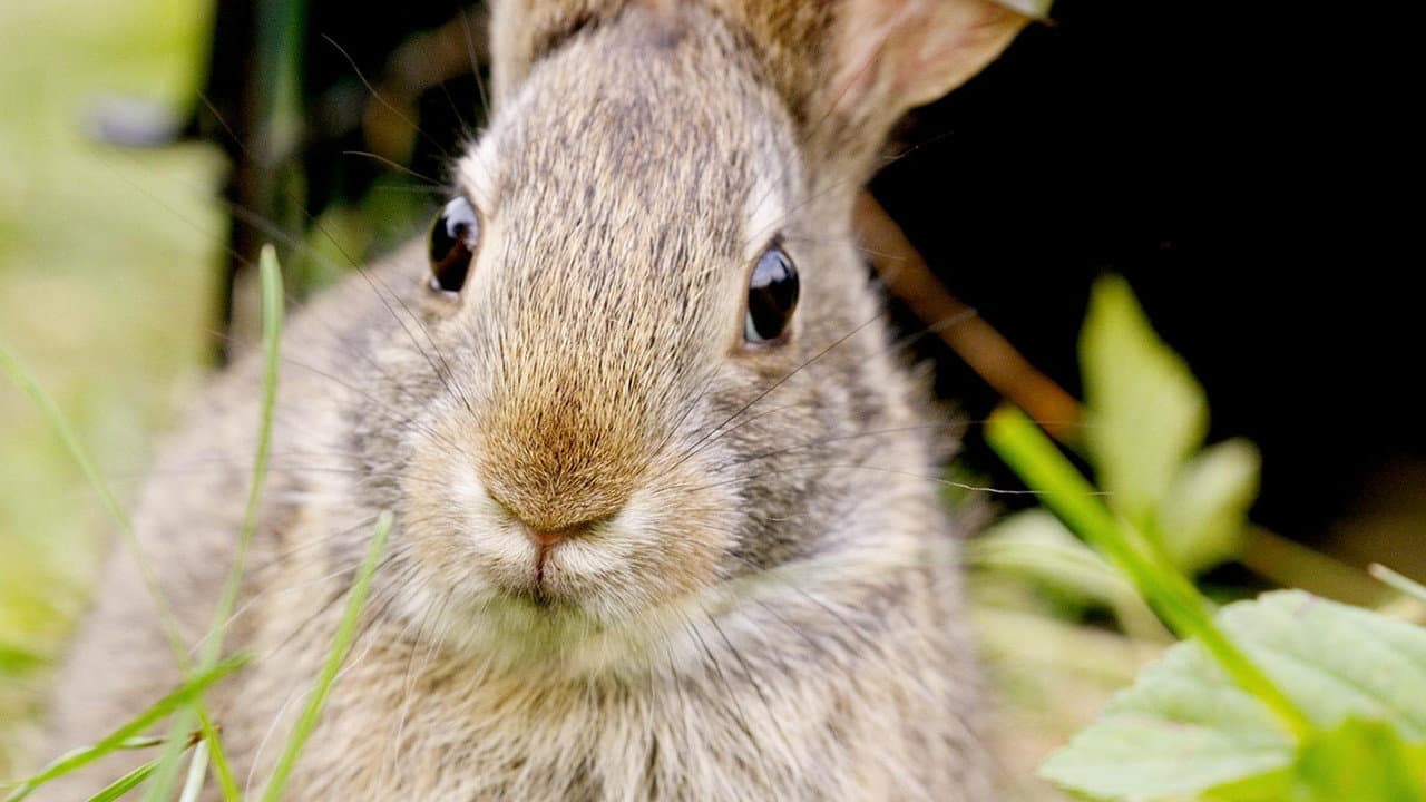 Backdrop – Remarkable Rabbits