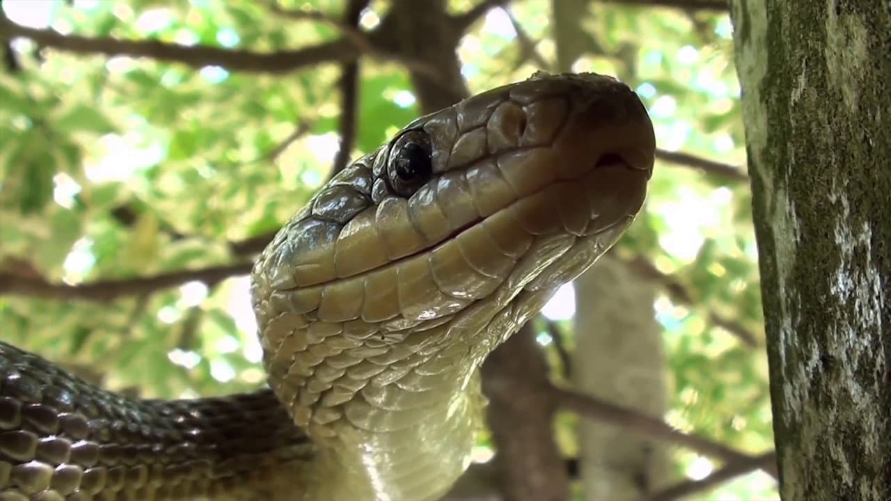 Backdrop – The Secret Life of Snakes