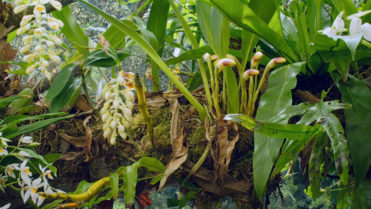Backdrop – Attenborough: 60 Years in the Wild