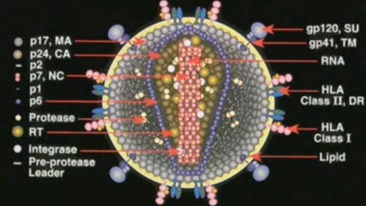 Backdrop – Deconstructing the Myth of Aids
