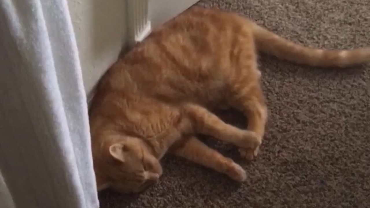 Backdrop – The Adventures of Murphy the Cat #3