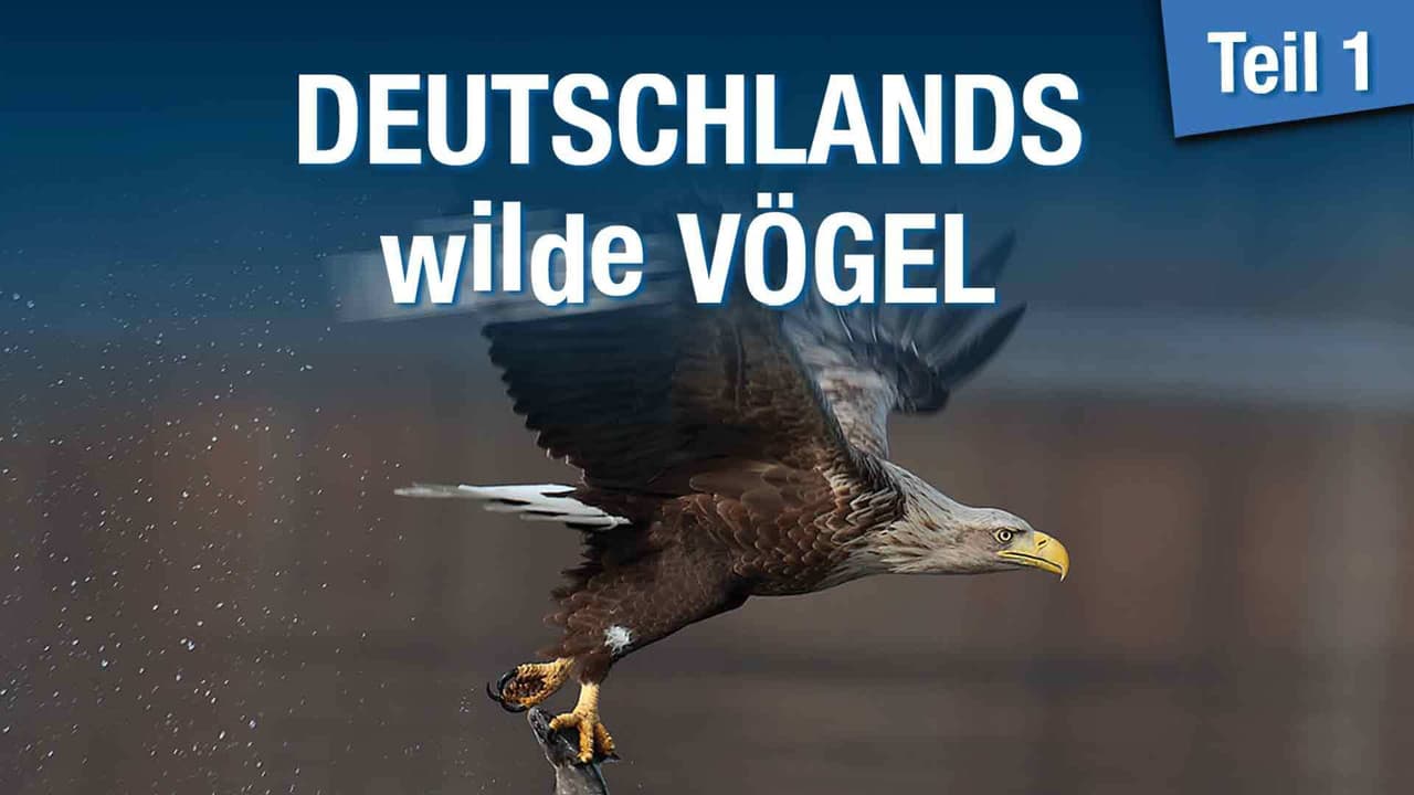 Backdrop – Deutschlands wilde Vögel - Teil 1