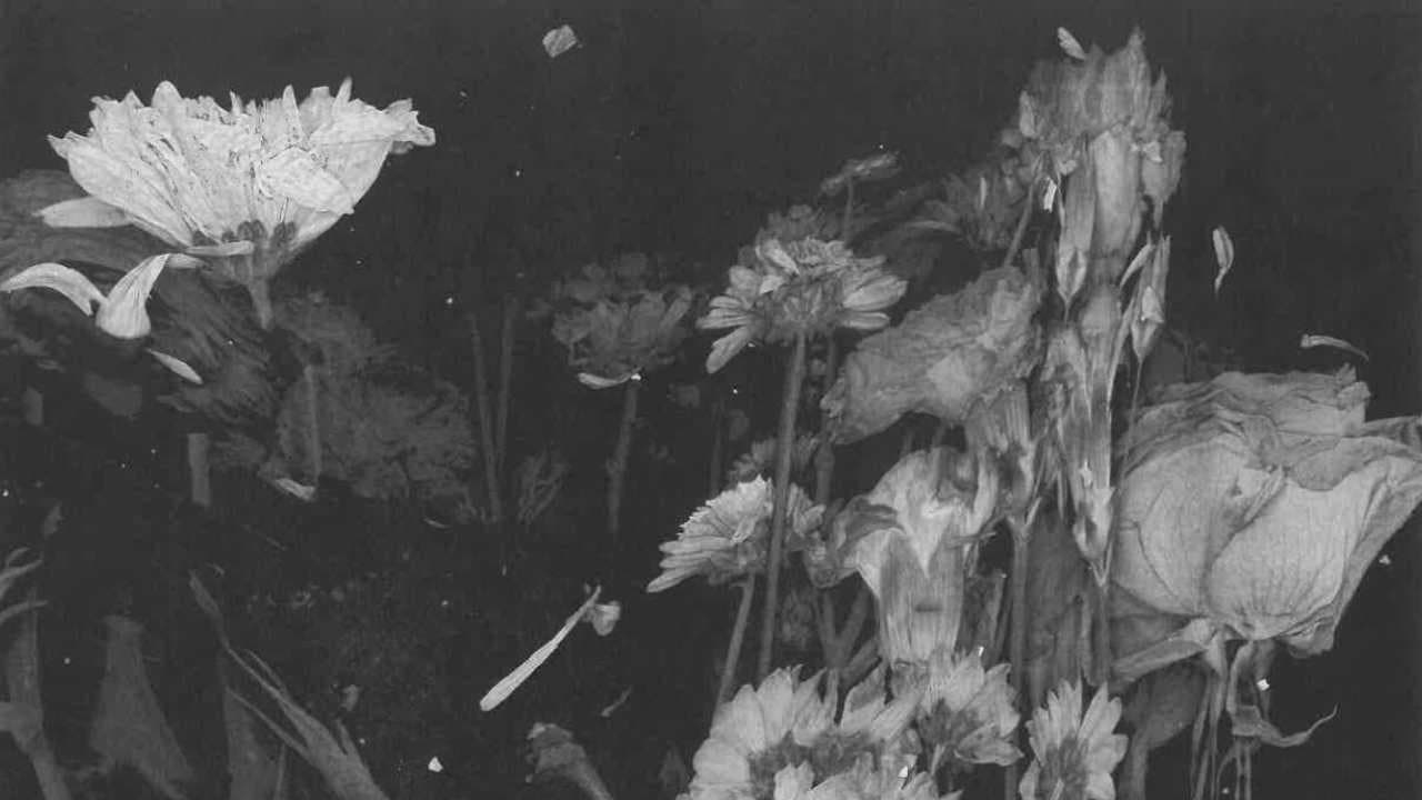 Backdrop – bouquet