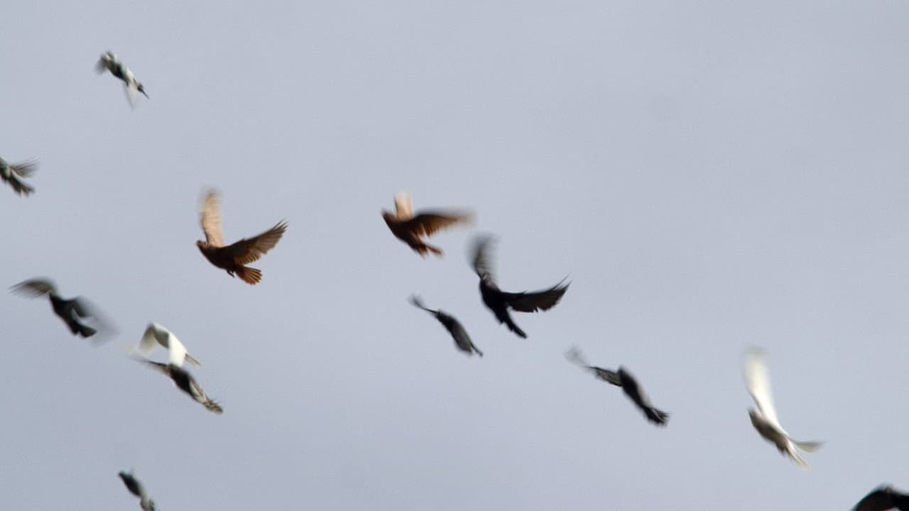 Backdrop – Голубівники Києва