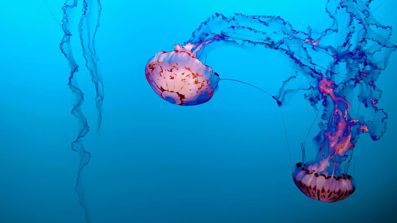 Backdrop – Méduses les souveraines des océans