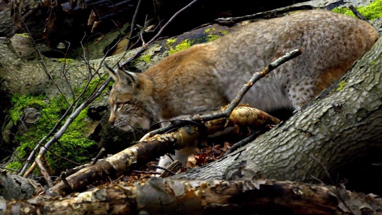 Backdrop – Zurück zum Urwald - Nationalpark Kalkalpen