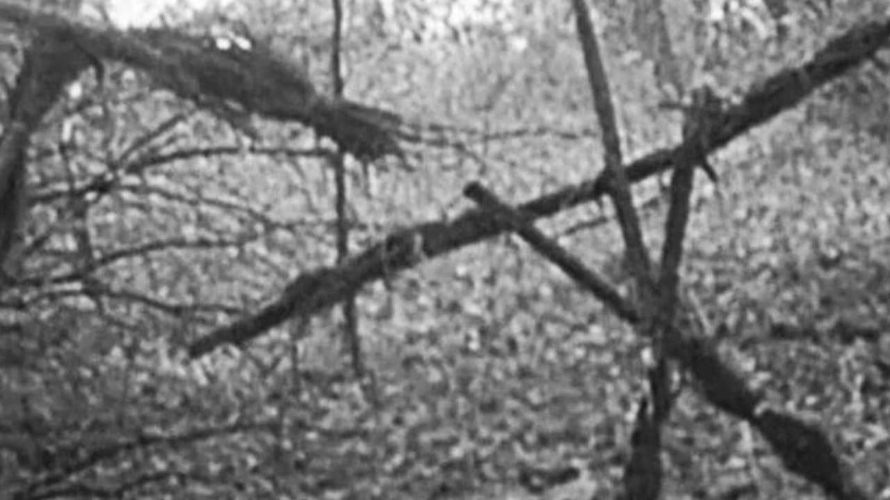 Backdrop – Blair Witch Project