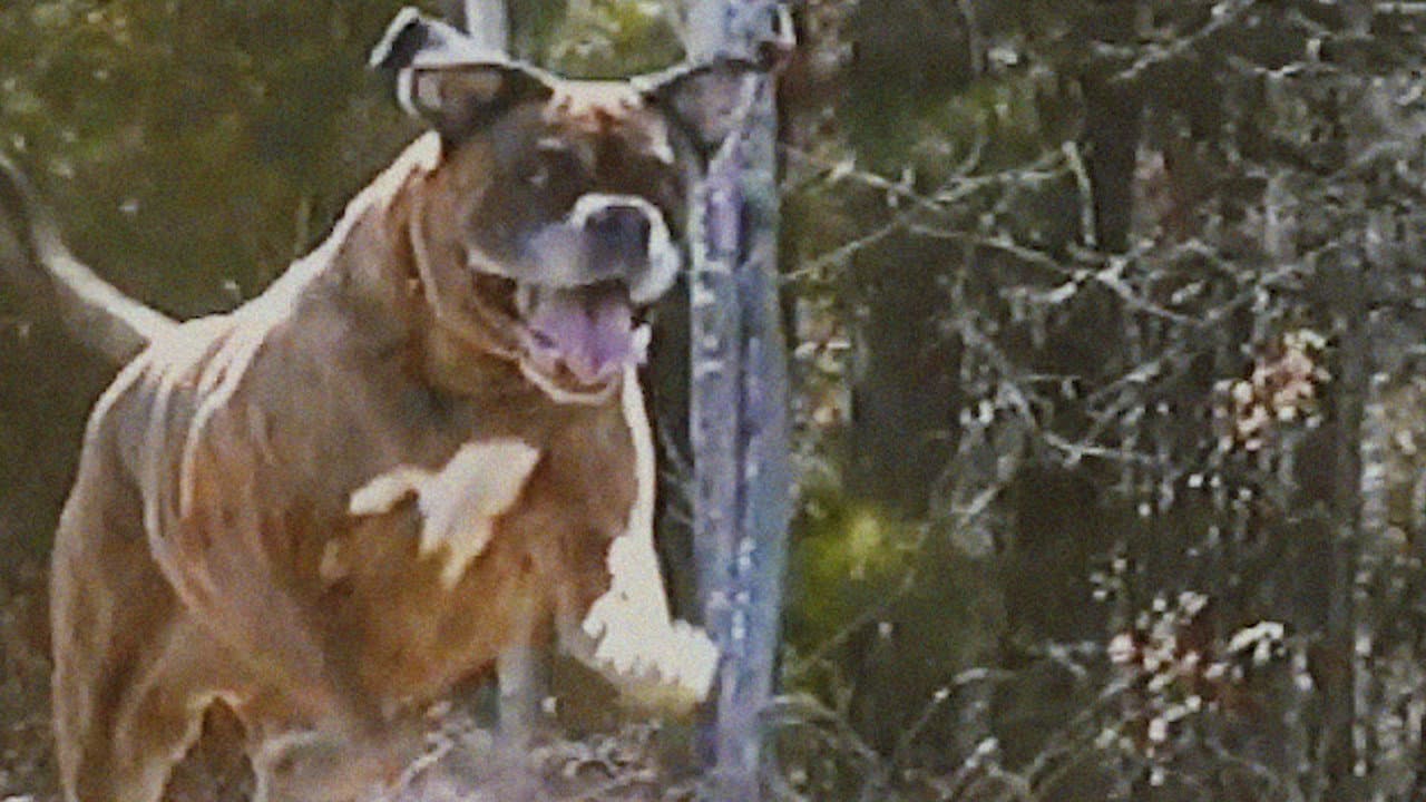 Backdrop – Bonkey: The Mutated