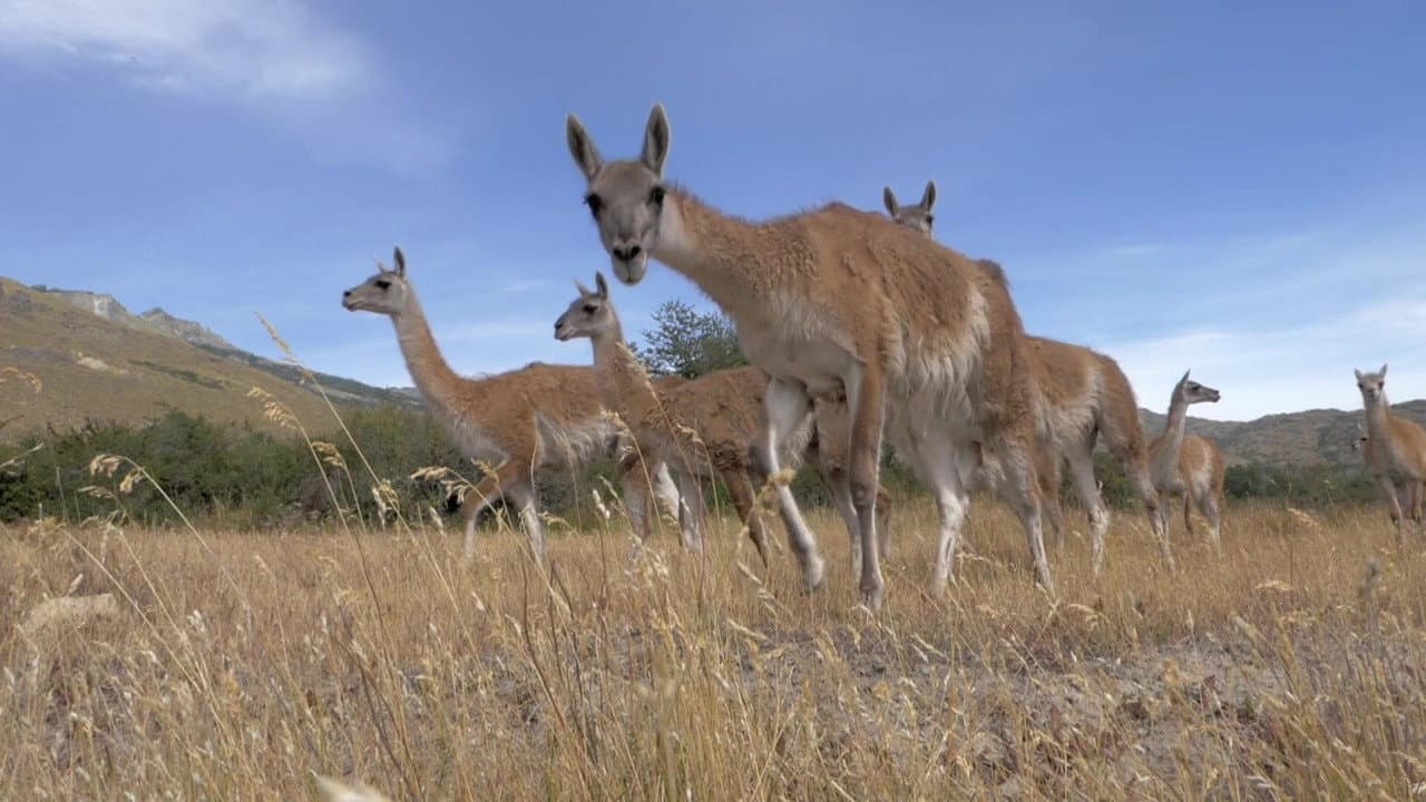Backdrop – Der Patagonia Park: Eine Reise in die chilenische Wildnis