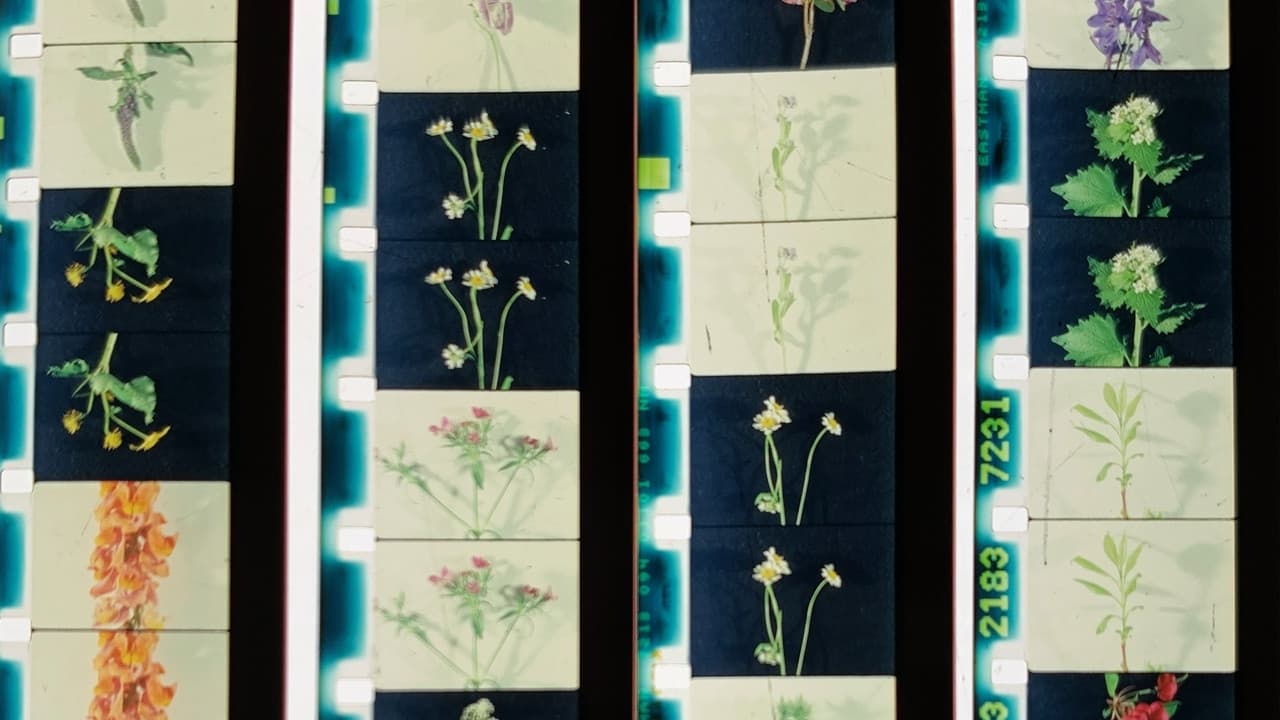 Backdrop – Lover, Lovers, Loving, Love
