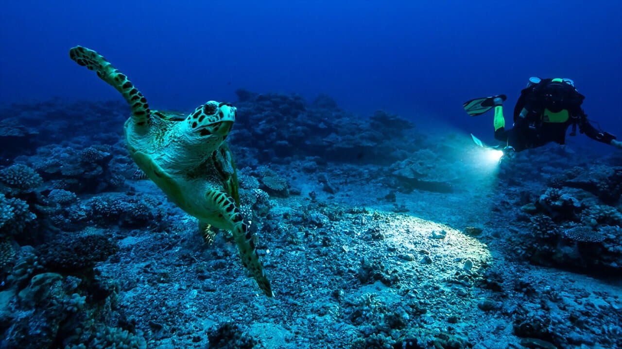 Backdrop – Perpetual Planet: Heroes of the Oceans