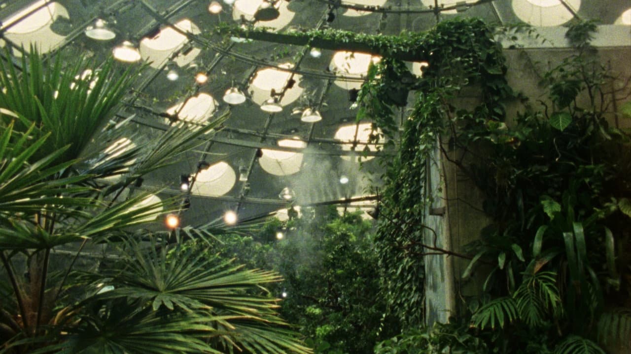 Backdrop – Fractais Tropicais