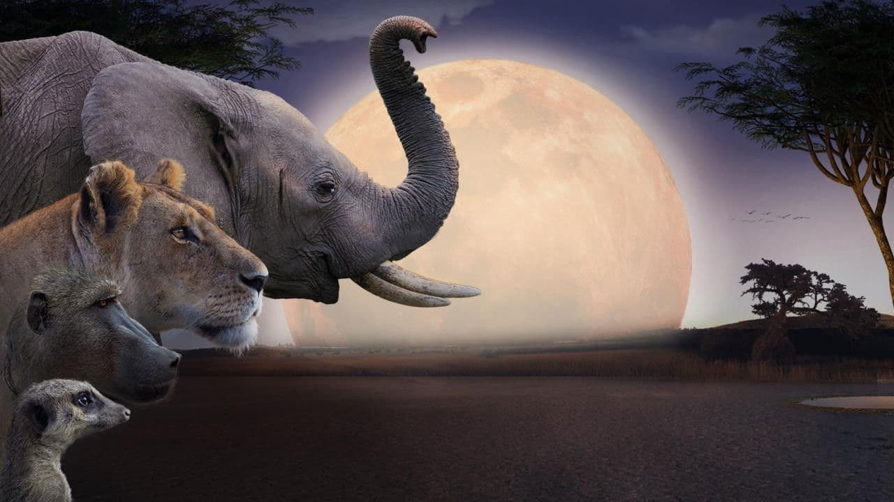 Backdrop – Kalahari, l'autre loi de la jungle