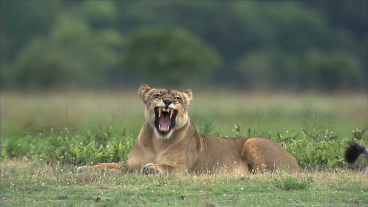 Backdrop – The Last Lioness: Birth of a Pride