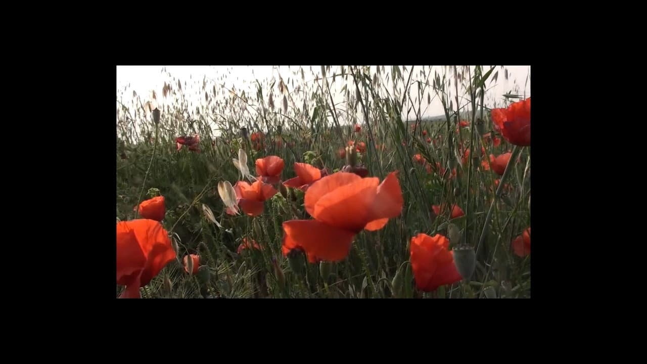 Backdrop – Vogliamo Una Vita Bella