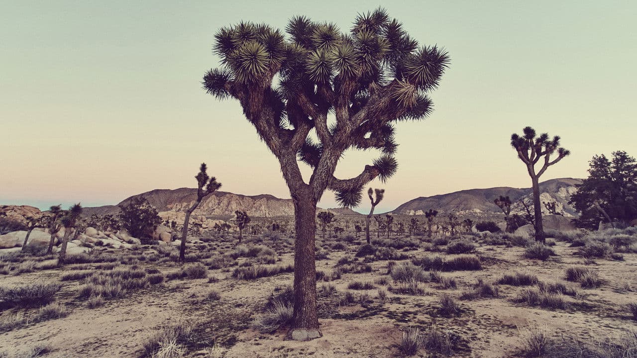 Backdrop – Clothesline