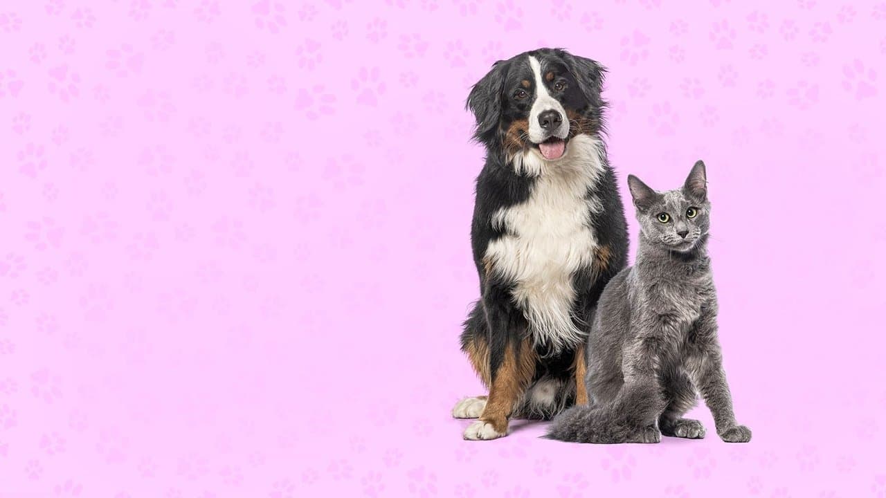 Backdrop – Nos très chers animaux