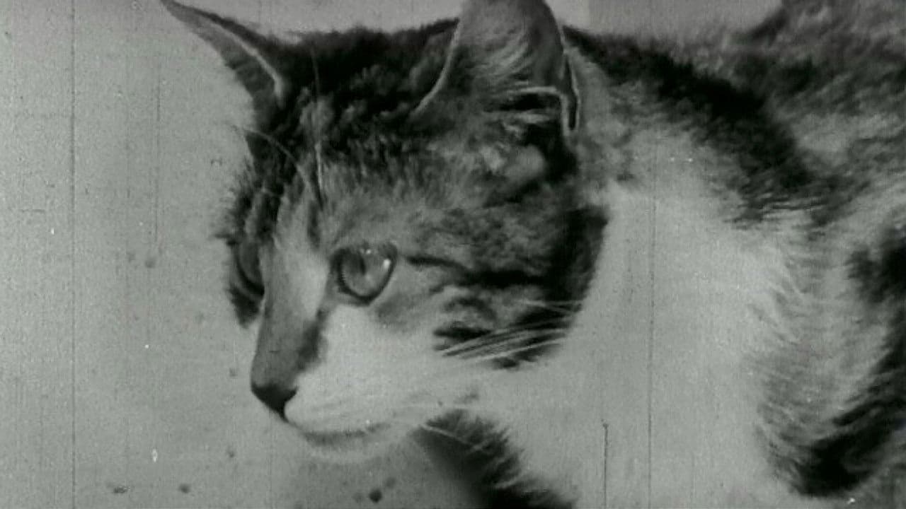 Backdrop – Kitty Cleans Up