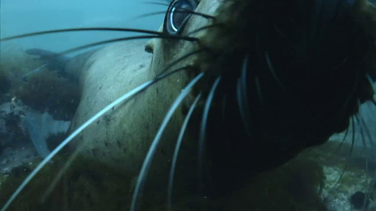 Backdrop – The Old Man and the Sea Lion