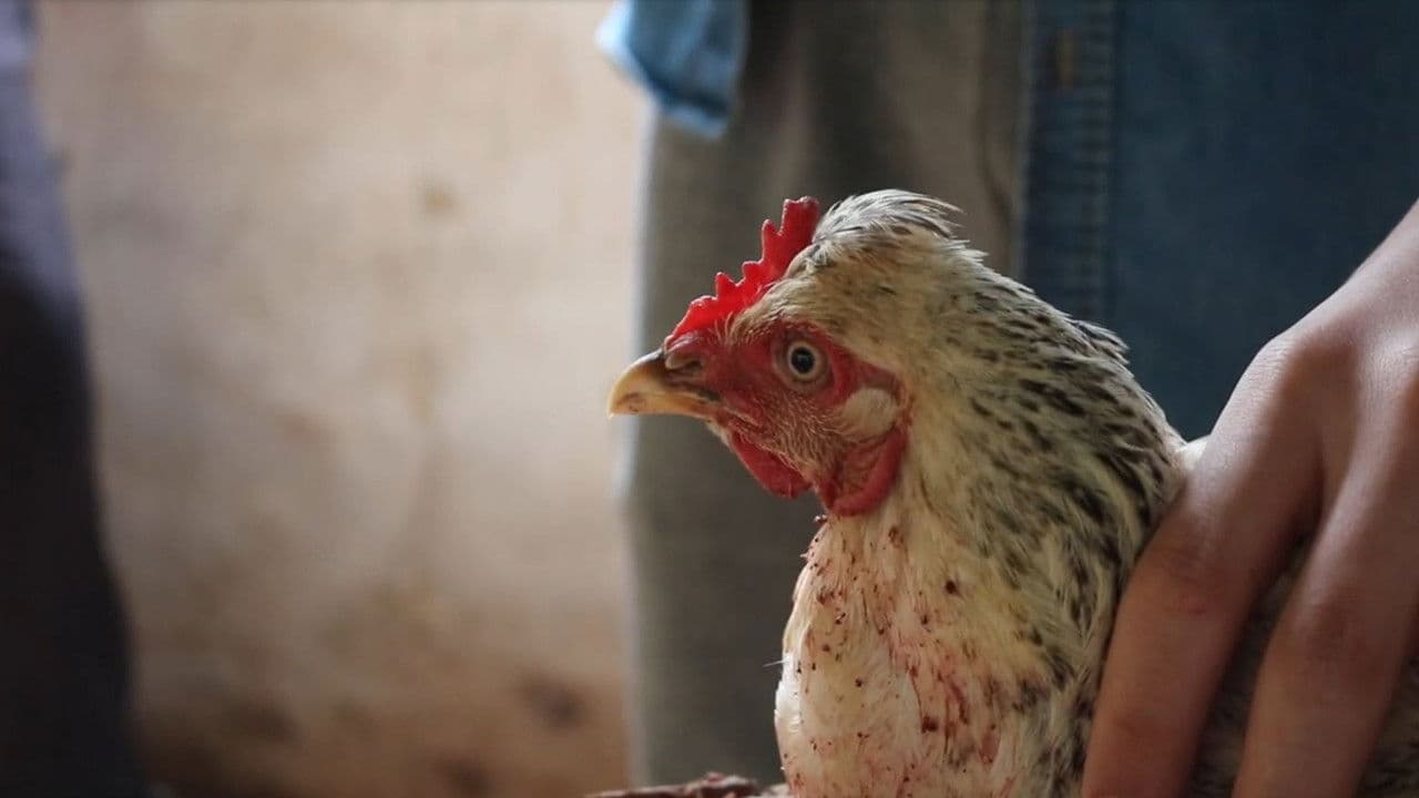 Backdrop – Frangos Mortos