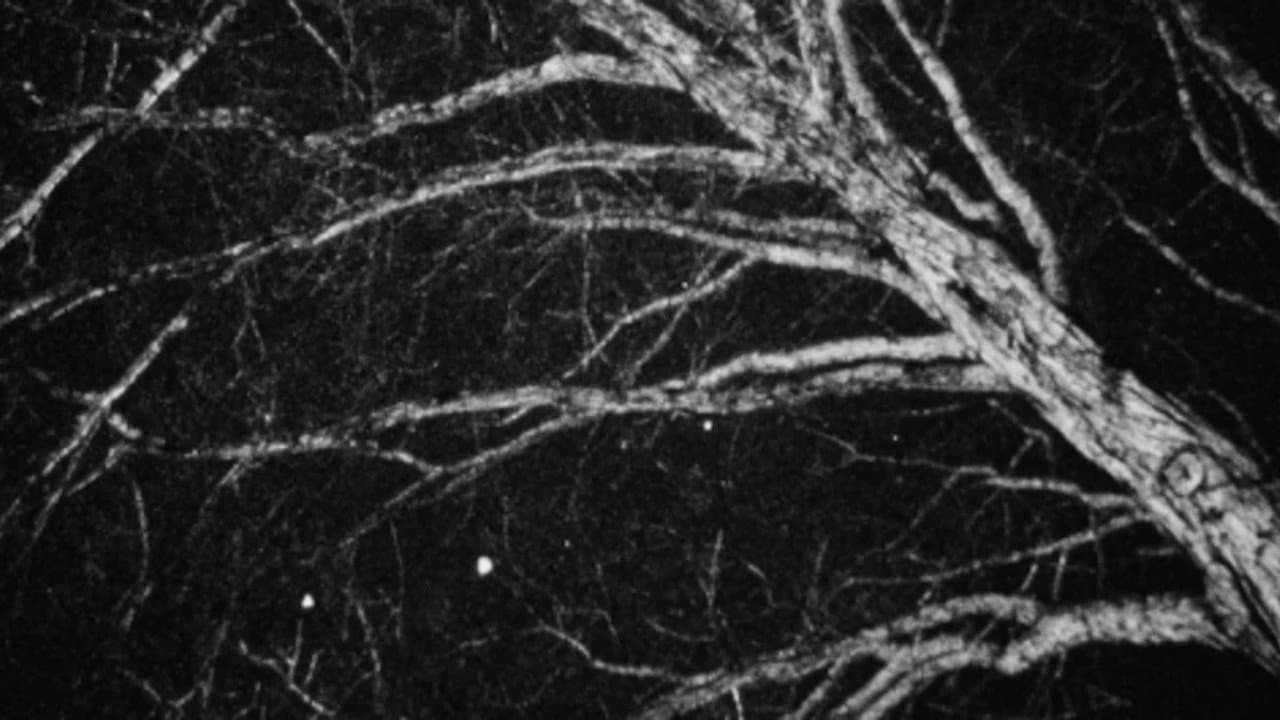 Backdrop – Nocturne