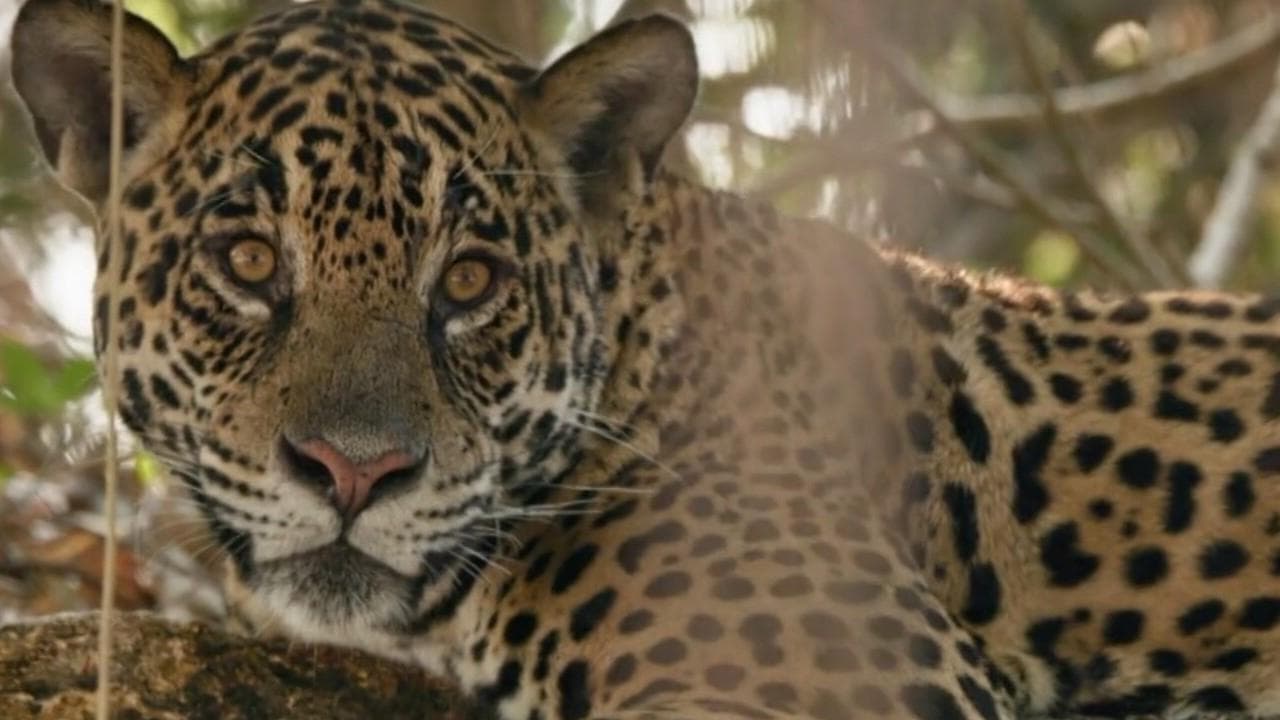 Backdrop – Au nom des jaguars