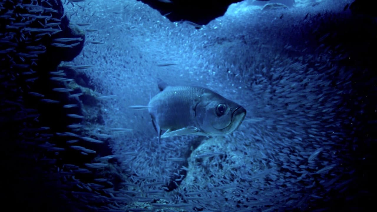 Backdrop – Atlantic: The Wildest Ocean on Earth
