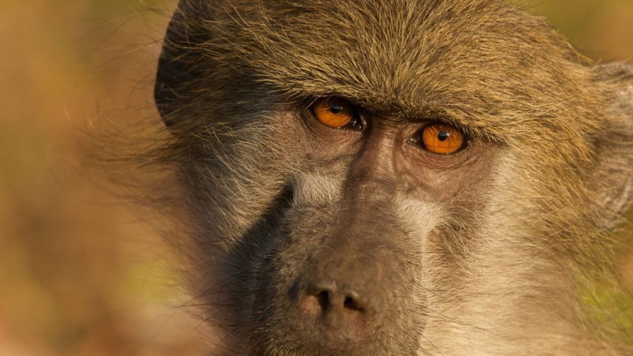 Backdrop – Queen of the Baboons