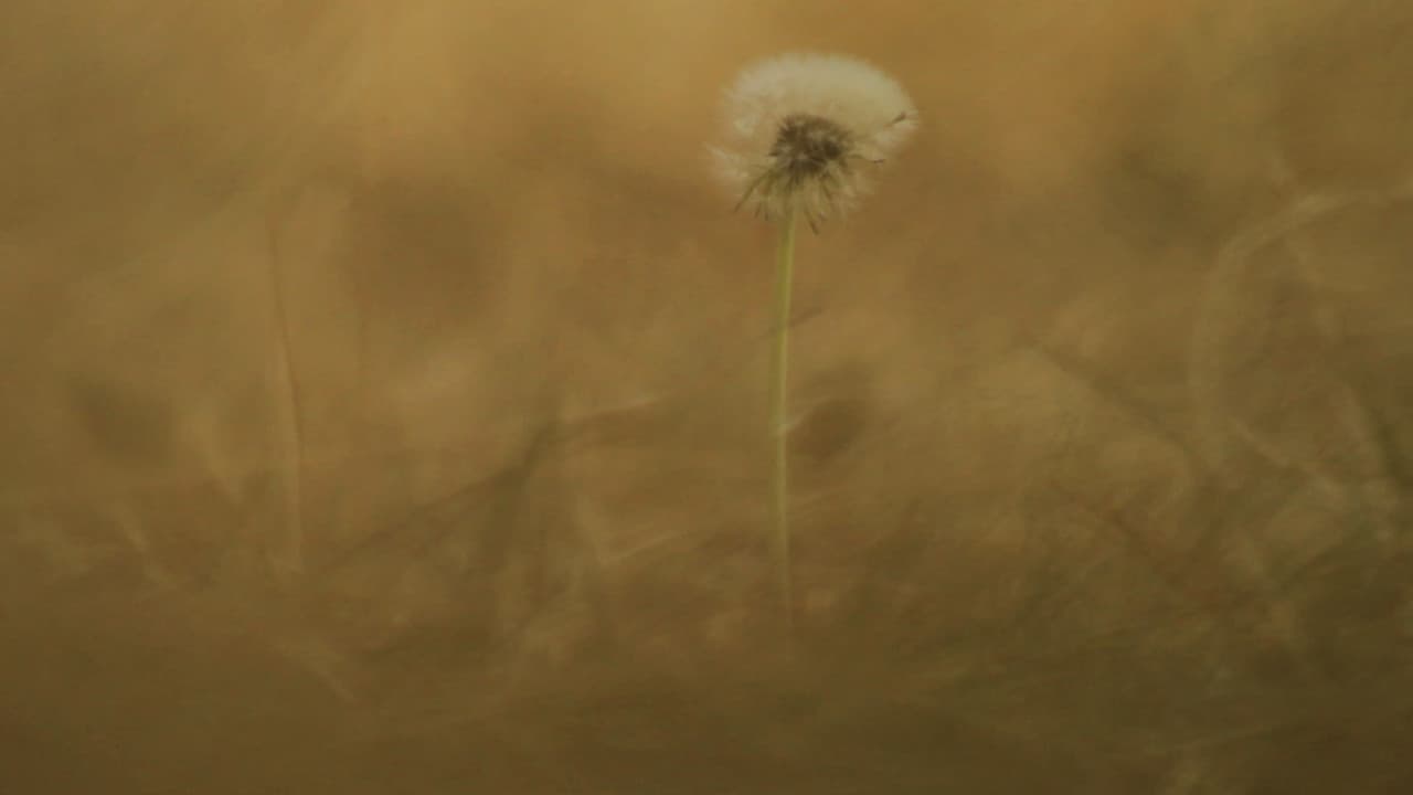 Backdrop – Pradera