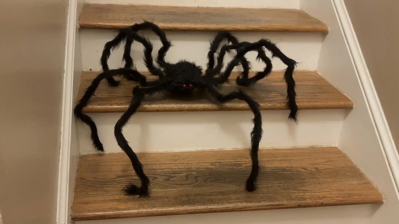 Backdrop – Superficial Survey of a Spider