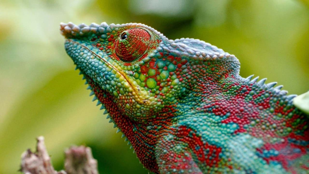 Backdrop – Madagaskar oder der große Karneval der Chamäleons