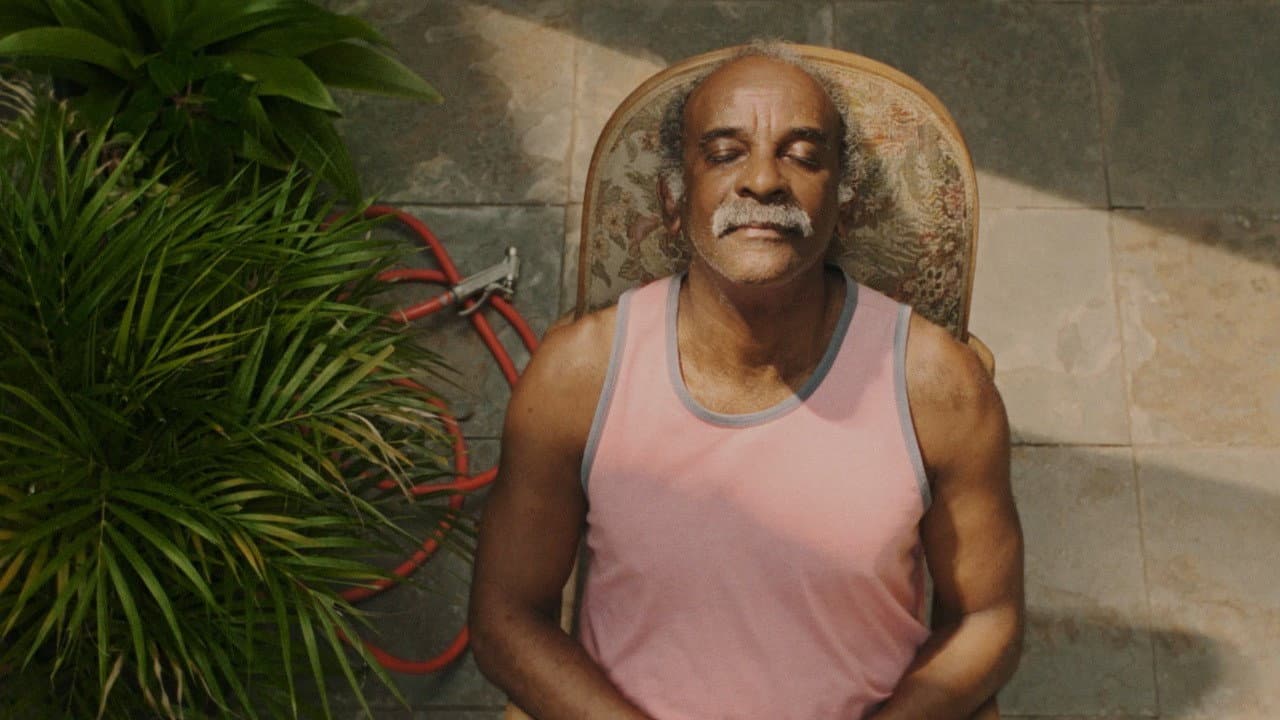 Backdrop – Girassóis