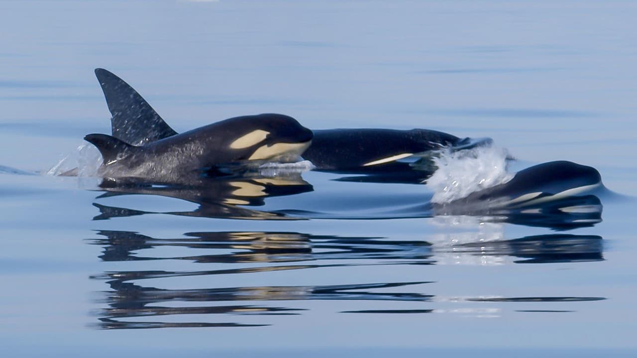 Backdrop – Orcas - Life in Black and White