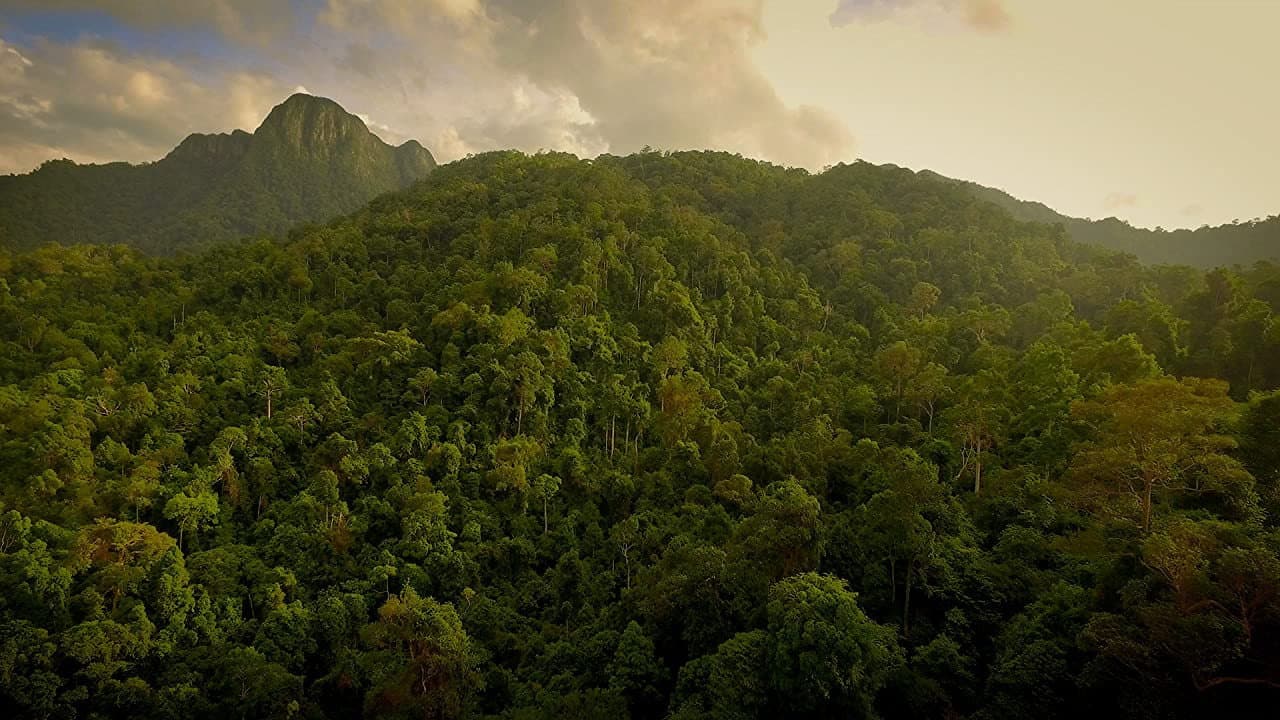 Backdrop – The Forgotten Forests of Malaysia