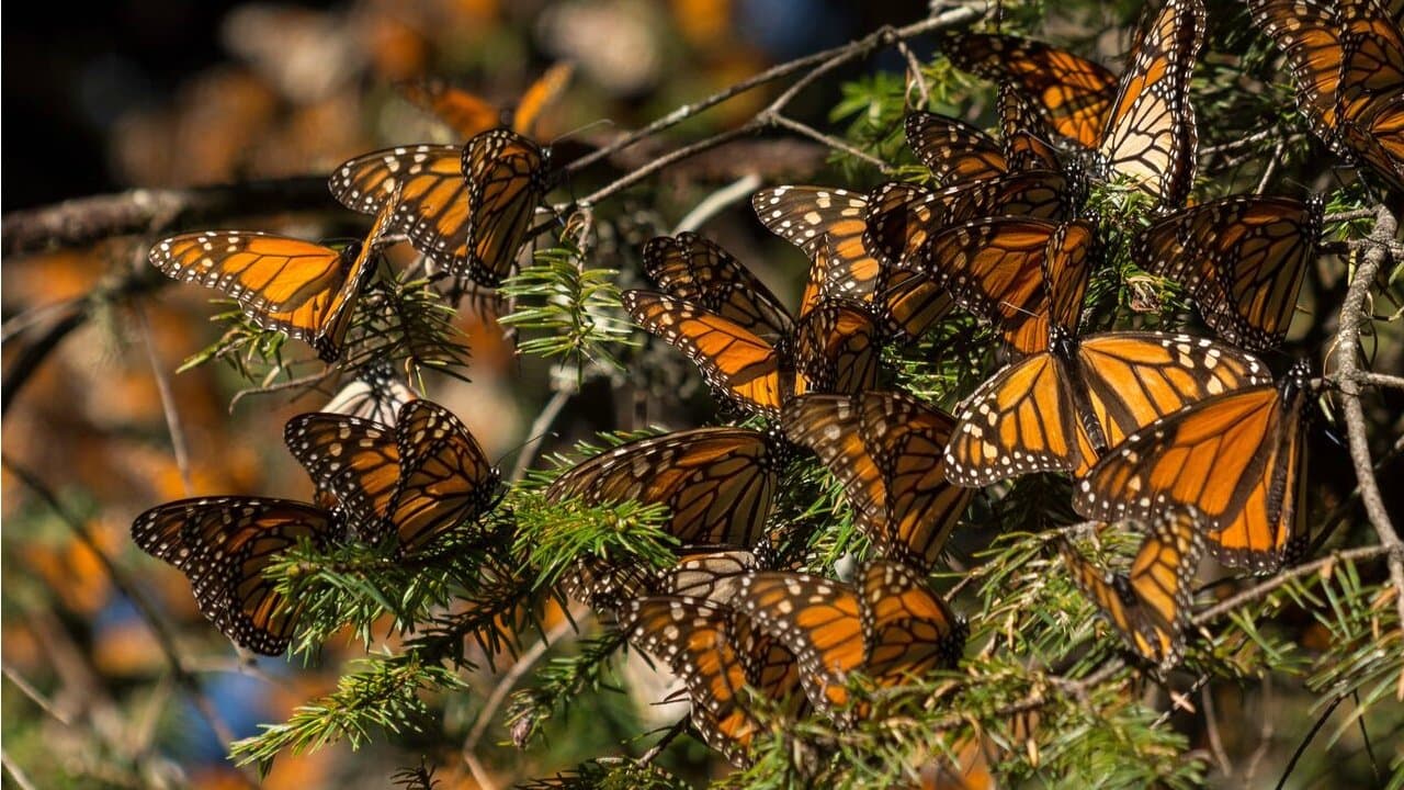 Backdrop – The Guardians