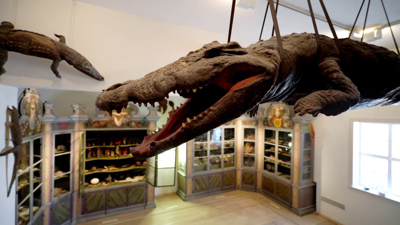 Backdrop – Die Geschichte des Museums – Von der Wunderkammer zum Wahrzeichen