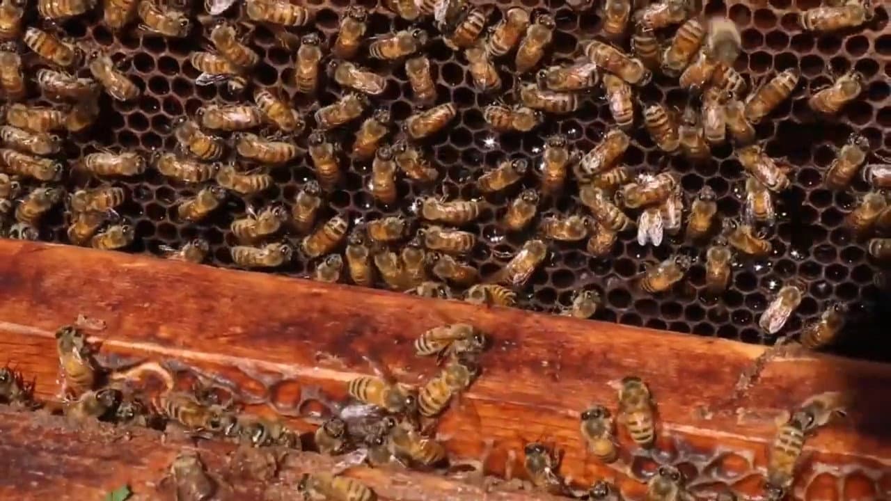 Backdrop – جواهر