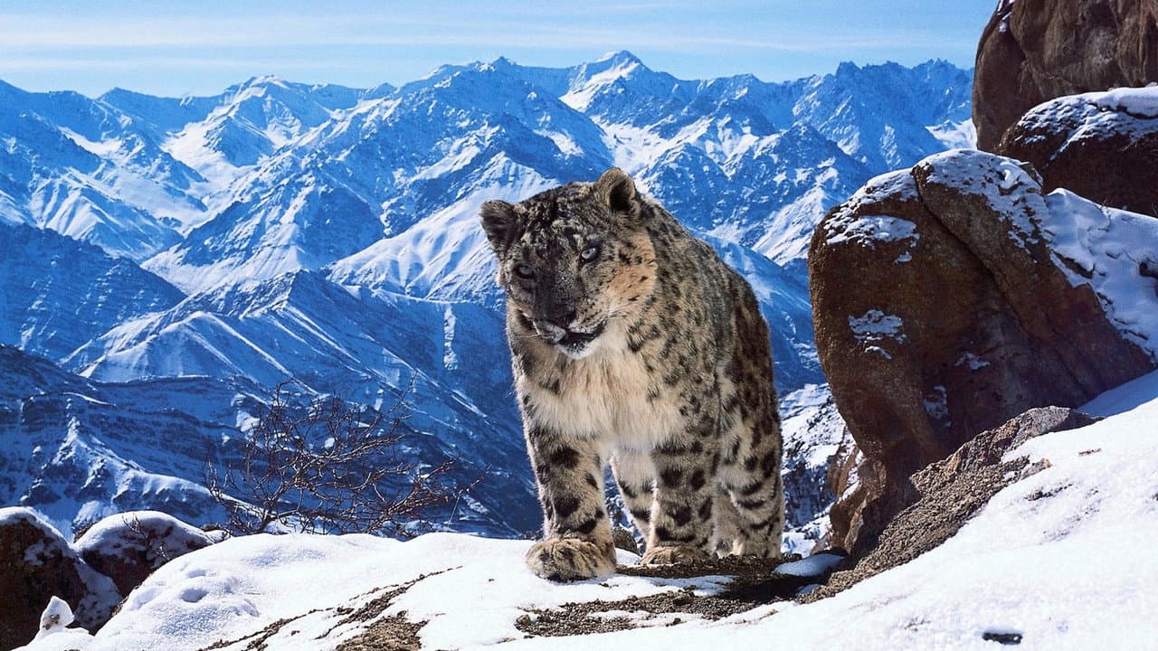 Backdrop – Planète animale 2 : Survivre