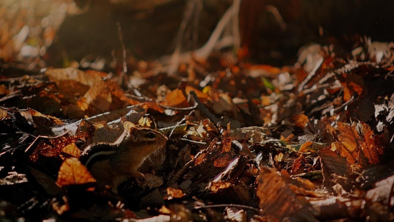 Backdrop – Tiny Giants 3D