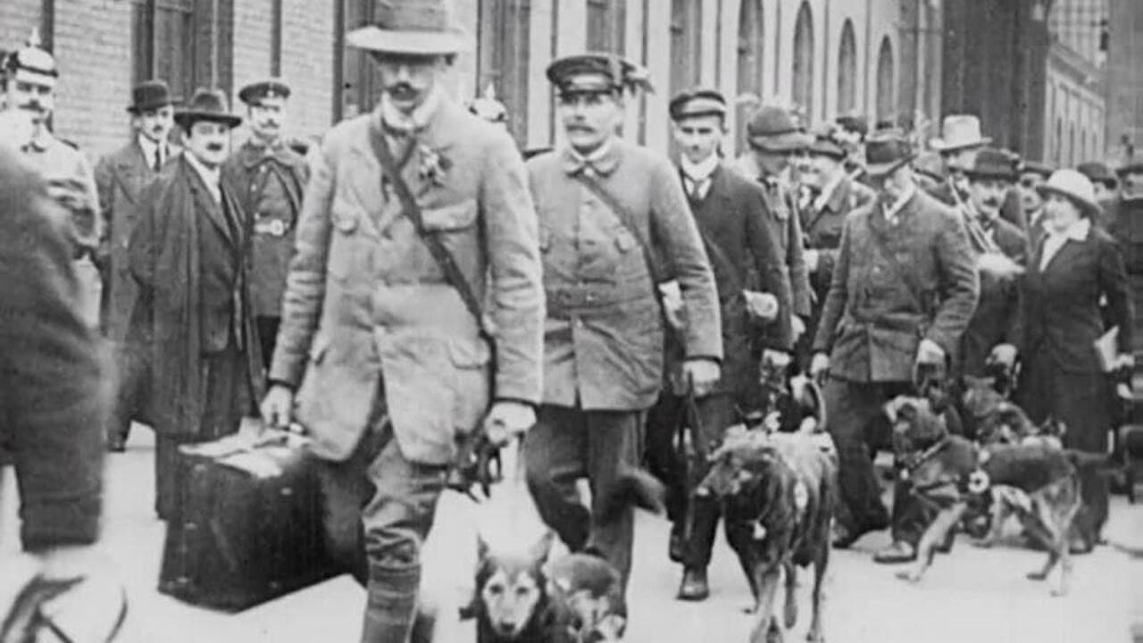 Backdrop – Red Cross Dogs