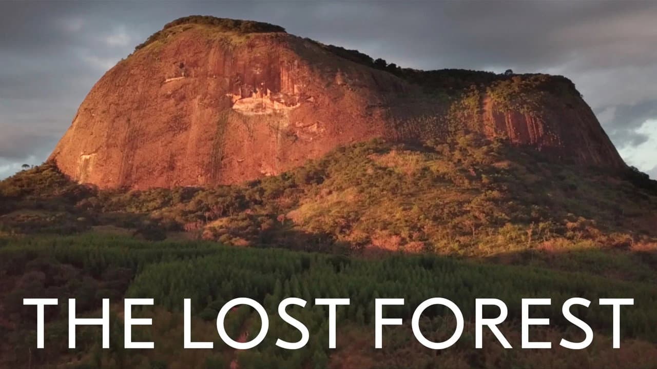 Backdrop – The Lost Forest