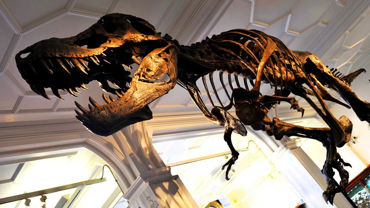 Backdrop – How to Build a Dinosaur
