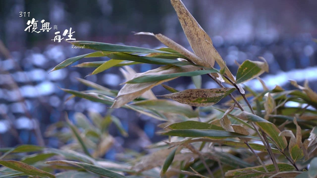 Backdrop – 311復興與再生