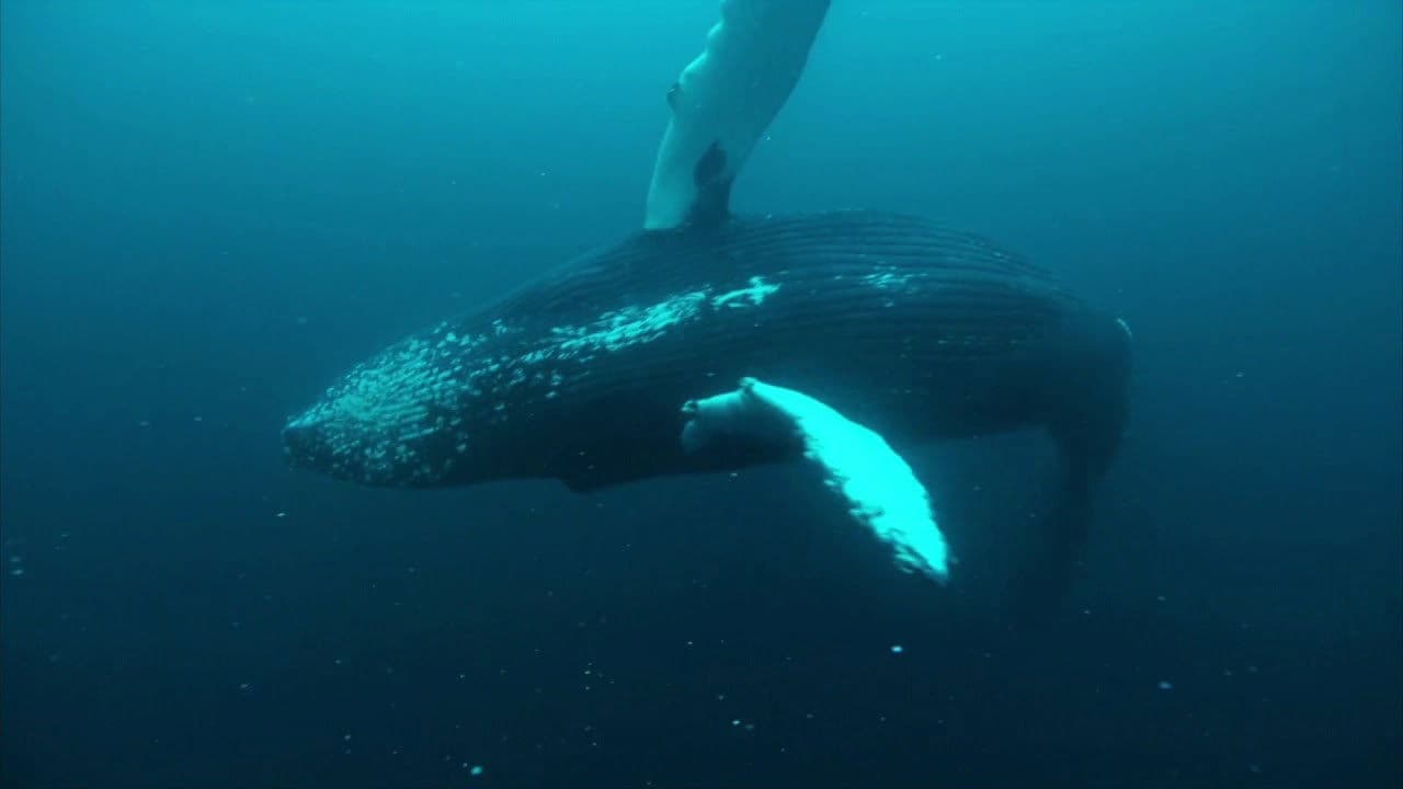 Backdrop – Norwegen - Schwertwalen auf der Spur