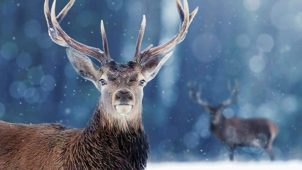 Backdrop – Tiere im ewigen Eis