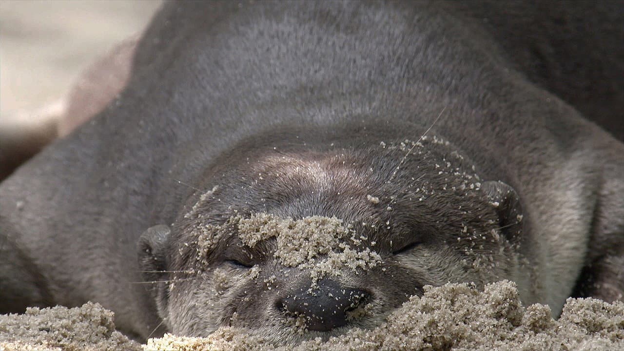 Backdrop – Otter Town