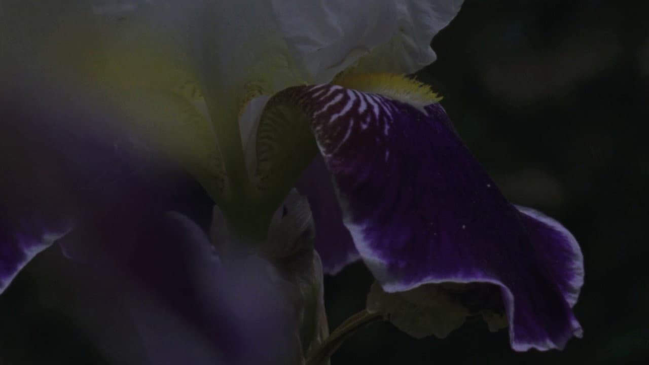 Backdrop – Flower Bed