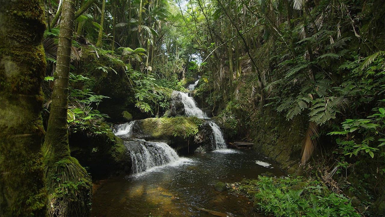 Backdrop – Hawaii