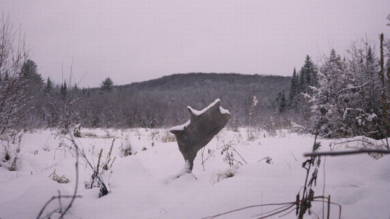 Backdrop – Festin boréal