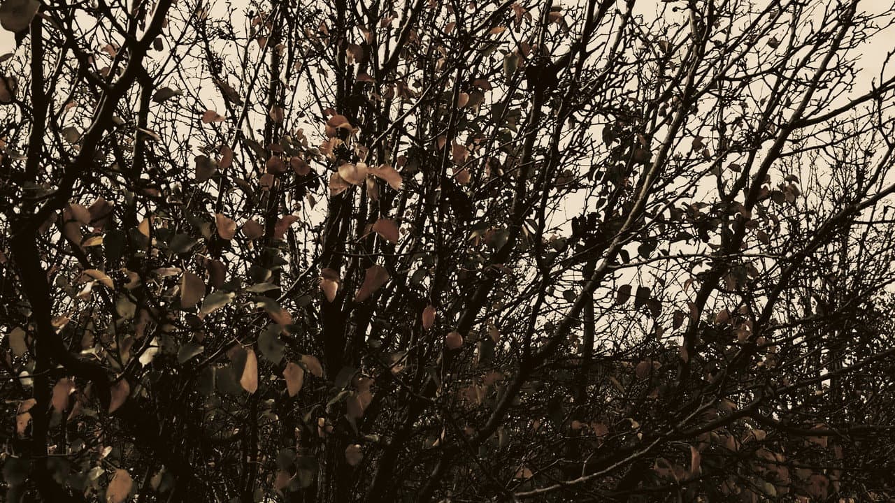 Backdrop – Meshes of an Autumn Afternoon